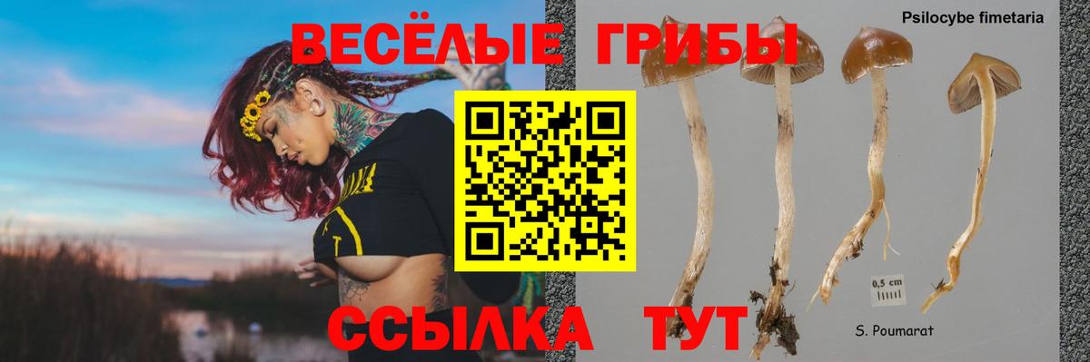 Галлюциногенные грибы Psilocybine cubensis Верхняя Пышма